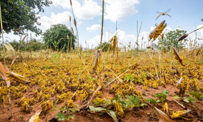  「东非」东非蝗灾到底啥情况? 记者去了趟现场……(附vlog)
