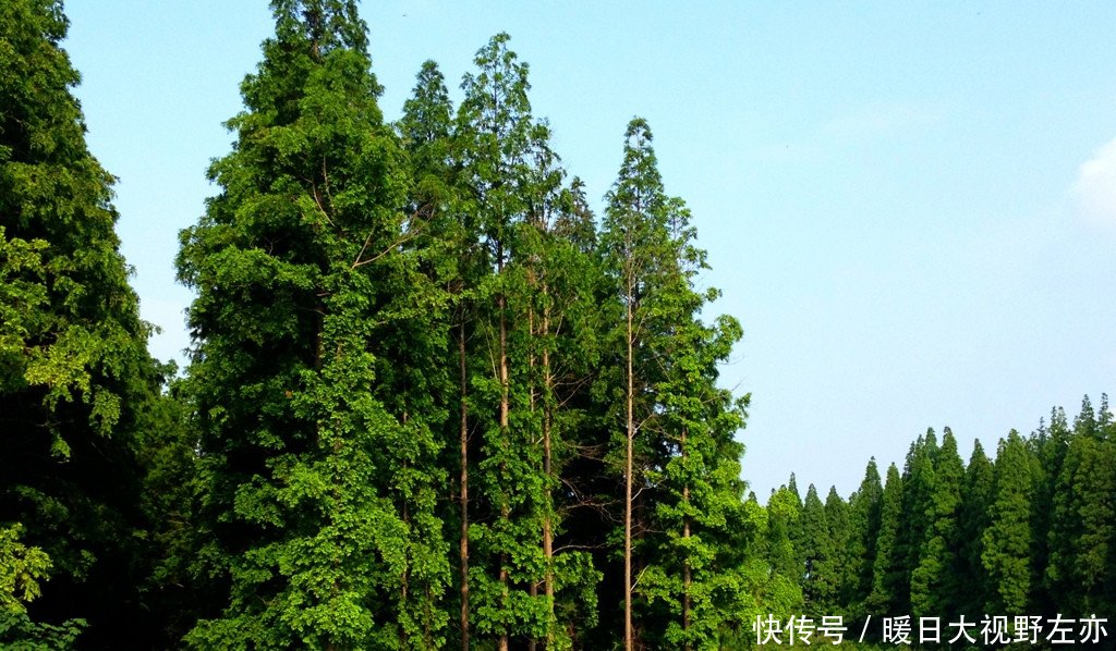  「种植」网传有四种植物严禁农民种植，当知道这个消息，农村人