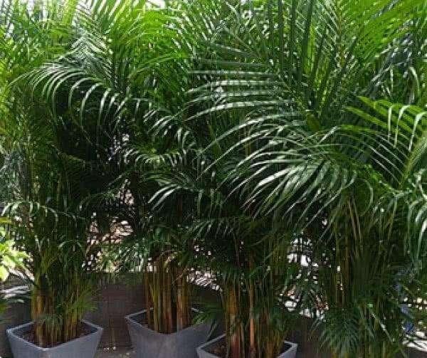  「深度」栽种绿植的时候，栽种深度有什么要求？