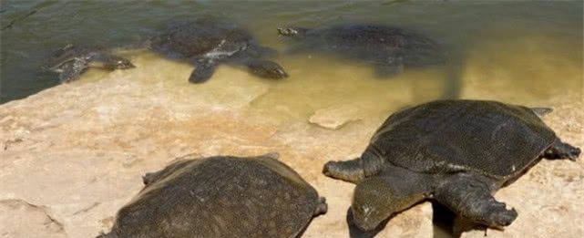 为什么农村老人说“上山甲鱼下山野鸡不能碰”？看完你就知道了