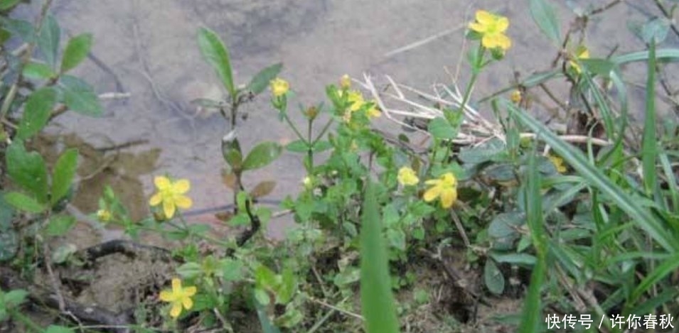  [记得]农村一种草药俗称“降龙草”，长在田边像杂草，看到记得