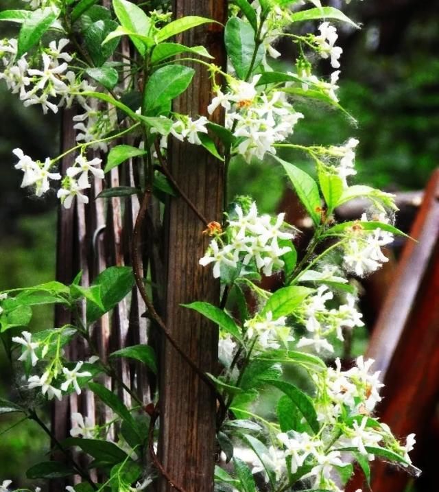 「气根」4月是这7种花的绝佳生长期,房前屋后都爬满!开出一堵花墙!