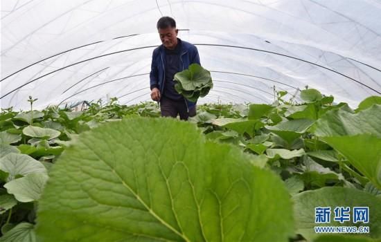  「经济」吉林安山野菜经济富农家