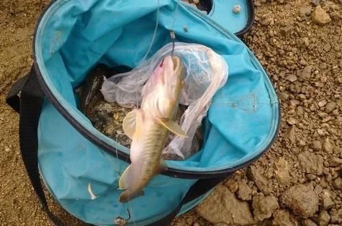  「钓友」沿海钓友的“入门鱼”吃食大胆，索饵凶狠，有一股蛮劲