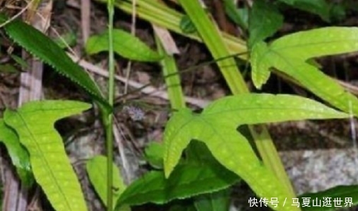  植物：生长在岩石旁的植物，它的叶子像鸭脚掌，如今是一味草药