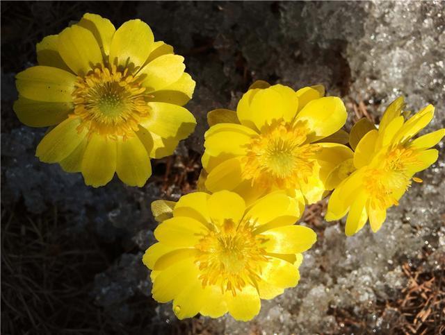 【雪一】世界上有一种花美如精灵,盛开在雪地里,雪一融化它就凋谢