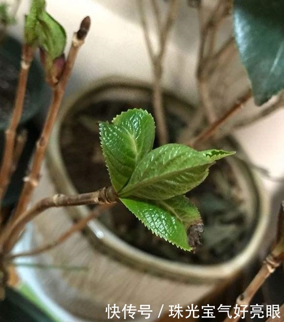 「美腻」给绣球花施肥看“指标”,施对了开花早,花朵大,美腻一夏