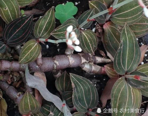 这种野草长得像“金线莲”如今却比金线莲贵，若是见到请珍惜