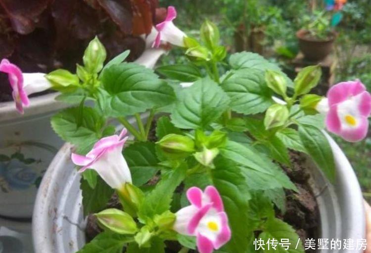  家里@家里阳台必养此款花卉，花色繁多，具有较高的观赏价值