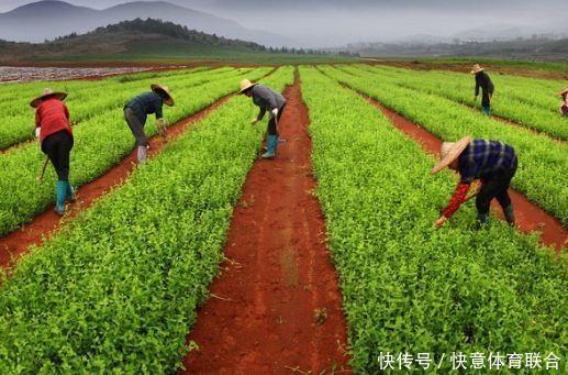 警惕！在农村这几类致富项目多是骗局，不少农民已上当赔钱！