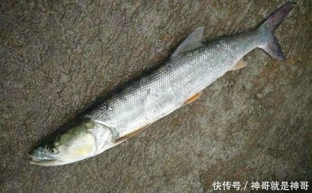 被誉为|它被誉为水中霸主,以鲫鱼鲤鱼为食,如今却靠人工养殖,你钓过吗