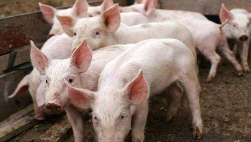  「现状」中秋节前生猪现状：猪价上涨让谁获利？散户弃养，猪场