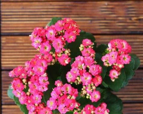  到植物体@这4种“财运”花，迎财旺运寓意好，养护方便成活率高，超值！