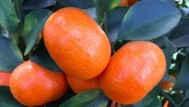  「发酵」砂糖橘行情低迷，果农砍树还是继续种植？没有品质都是
