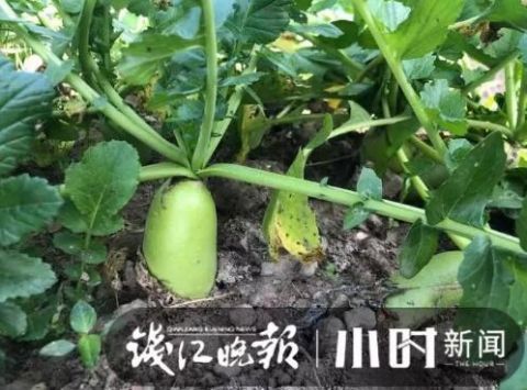  围墙@2米高啊！杭州这群人天天在这翻围墙！往里一望目瞪口呆