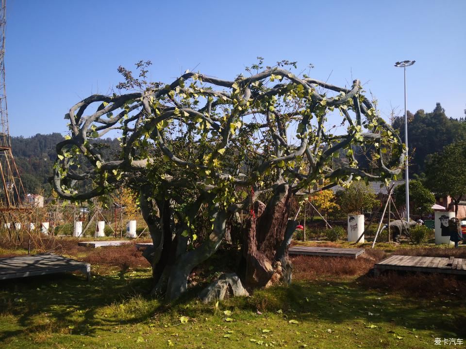 宜昌周边-秭归月亮花谷