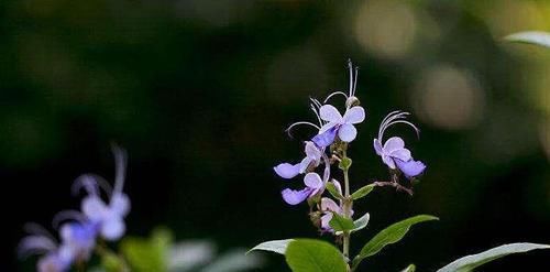  「绿萝」此花，花朵酷似蝴蝶，好养耐活价格低，年头开到年尾，比养绿萝强