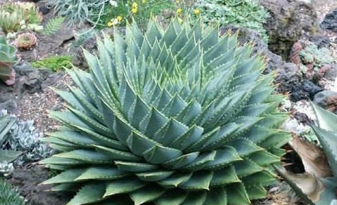 「时间」这种多肉植物,养得越久越贵,形状像“螺旋”,温差大容易上色