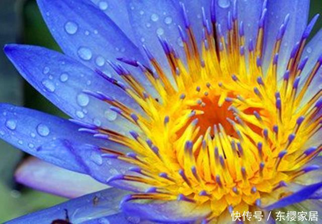  凌波仙子■世界上最娇贵的花之一，开花时美如凌波仙子，可惜花期短暂