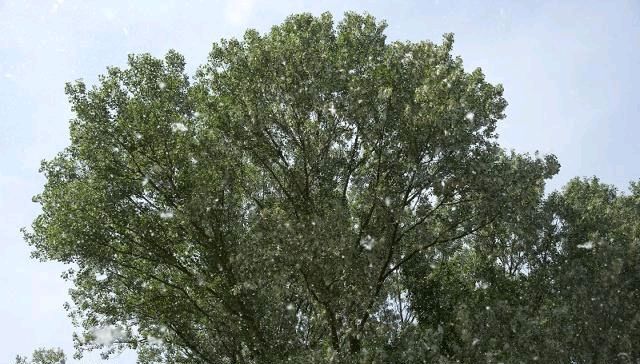  【大树】农村俗语“屋前有大树，有屋无人住”啥意思？房前能不