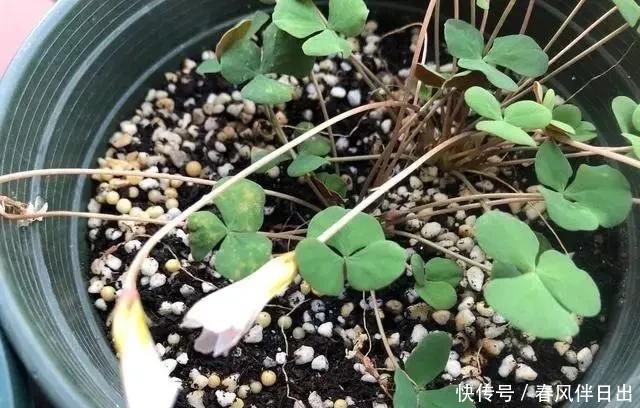 扦插|养花必备的天然植料,扦插配土全需要,养花的人绝对离不开它