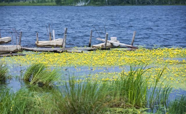 大兴安岭面积最大的湿地公园，长满荇菜，再现《诗经》诗意画面