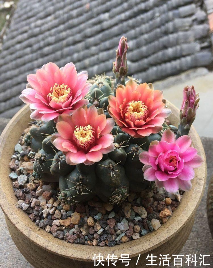  『五彩石竹』喜欢养护花卉，就选择花朵簇拥，层层叠叠，花开妖娆的5种花卉