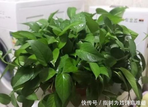  #花草#没有精力打理花草该怎么办？当居家栽种绿萝，水培、土培两相宜
