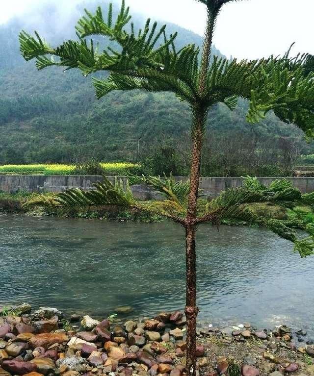  溪流|寻钓百元一斤马口鱼，钓获20多条名贵马口鱼和珍贵石斑鱼