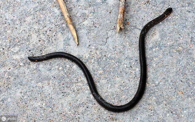 农村有种蛇有两个头，你知道这是什么蛇吗？这种蛇有毒吗？