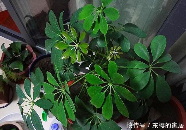 身体|客厅这3棵“养生树”,棵棵价值高,吸走毒气释放氧气,身体更棒