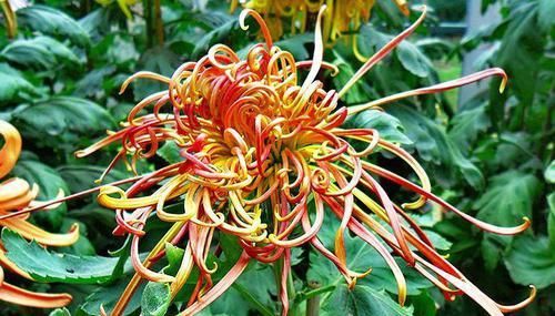  【霸气】喜欢菊花，首选盆“珍稀名菊”关东大侠，似泥金舞狮，高雅霸气！