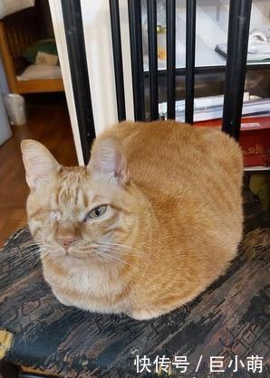 「主人」主人给6公斤猫咪画像,主人把它画成四方形,但却和猫咪非常相似