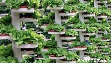 美国“屋顶农庄风”，会刮到中国吗？你们住房楼顶有吗