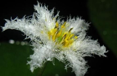 「金银莲花」印度一种“水生花”,花开带流苏,1片叶子就能养,3个月开满缸