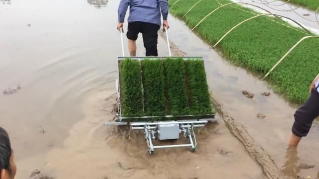 小伙发明“背式”插秧机，一个小时插秧2亩地，成本200元
