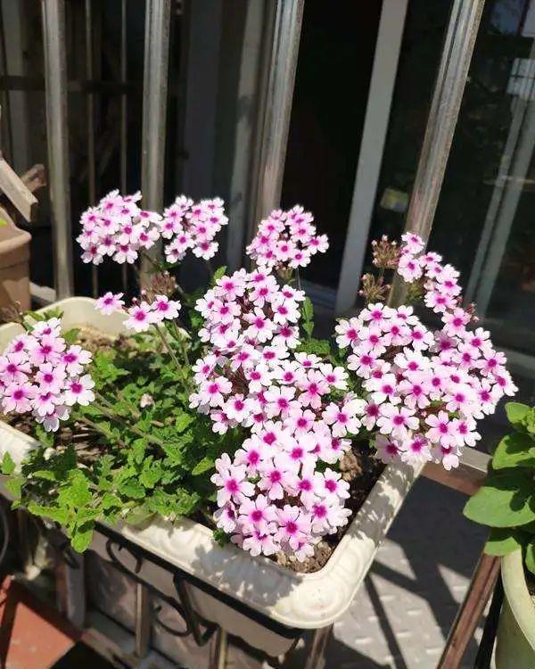 「最适宜温度」防盗窗养这8盆花,养成大花球,四季开不停,邻居看了都眼红!
