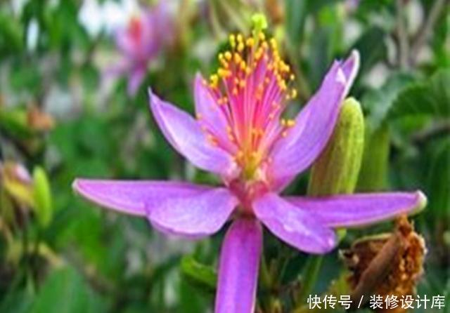『水莲木喜欢』此花被称为“树上的睡莲”,养护好全年叶片常绿,四季开花