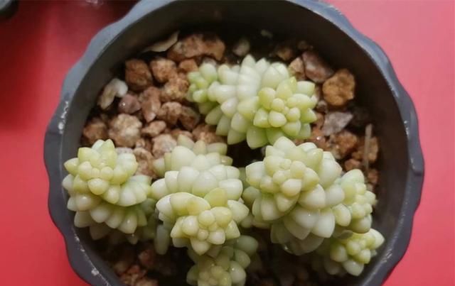  用药物治疗|不用药治疗多肉病虫害，会更好地保护肉肉，不让叶片受到伤害