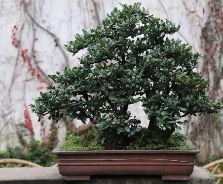 室内种植茶盆景最雅致！福建茶最受欢迎，你会制作吗？