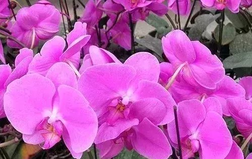  『难养』这5种花, 难养出名了, 养护要点全在这
