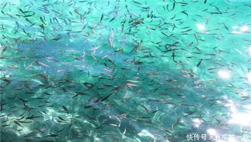 全球“最失败”沙漠:本该黄沙漫天,遍地是鱼虾!