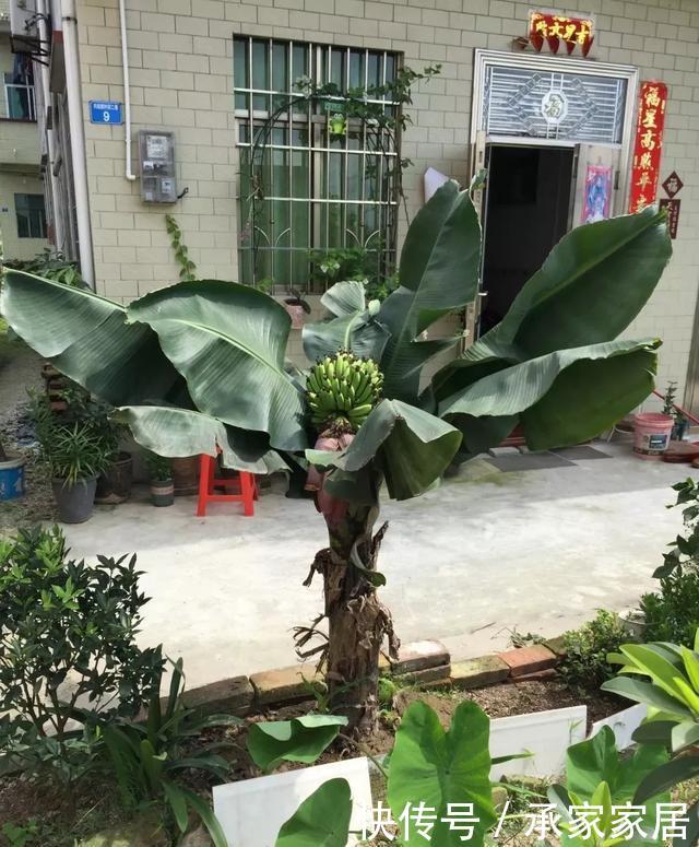  绿萝■能盆栽的迷你香蕉树，比绿萝还耐阴的花，叶子亮得像打蜡！