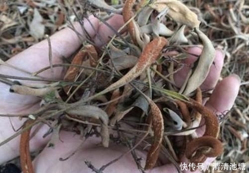  【湿润】在湿润的岩石上，看到1种“石苇”，请珍惜，并不是野草，珍贵！