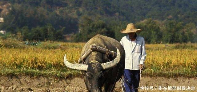 农村愈演愈烈的四大“怪风”，让农民很头疼，国家也该出手整治了