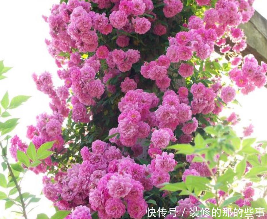 『三角梅』家有院子,一定要养“3种花”,开花大又香,开出一片花海!