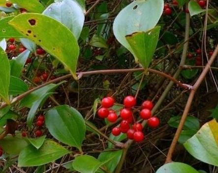 农村一种植物，果实是孩童时的零食，却不知道“根”才是宝贝！