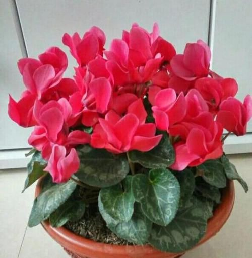  开成：仙客来“爱打蔫”？绕开3个坑，开成“花蝴蝶”