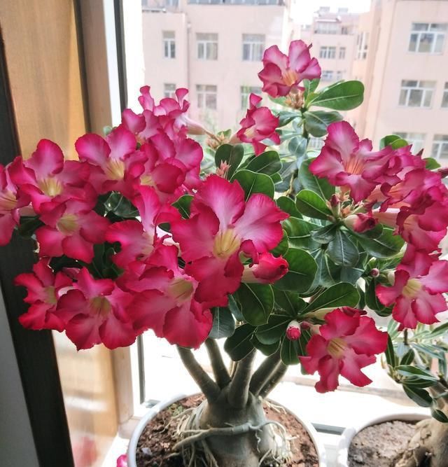 『室内』此花是世界名花，开花频繁，种植简单，室内也能养，还可做盆景树