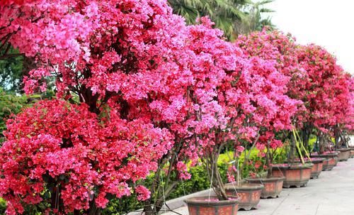  三角梅■喜欢菊花，就养三角梅，长势茂盛，花朵独特，花开艳丽，花量多